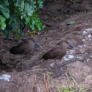 Lower Zambezi - Hamerheads
